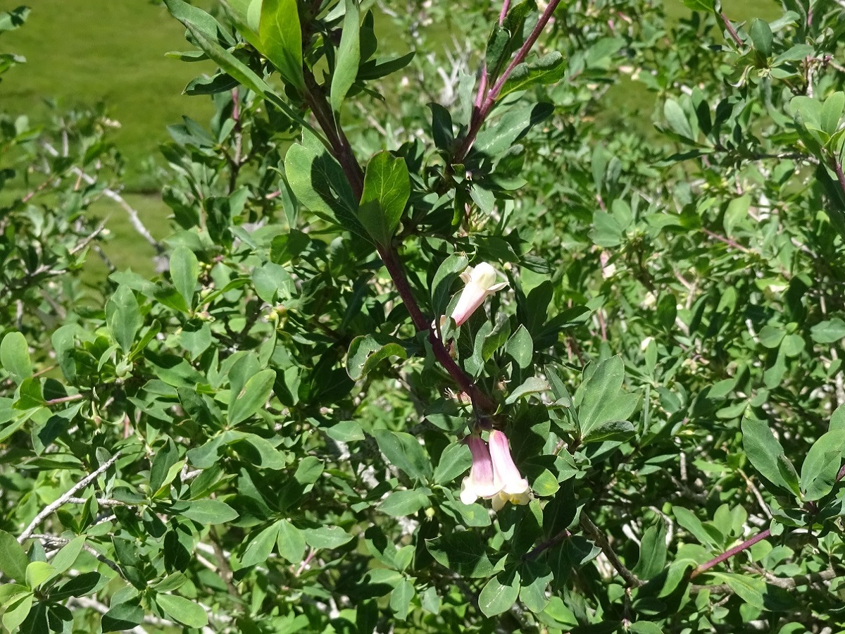 Lonicera pyrenaica subsp. pyrenaica (Caprifoliaceae)